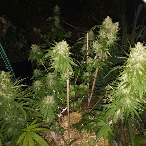 Alenuihāhā growlog timeline photo