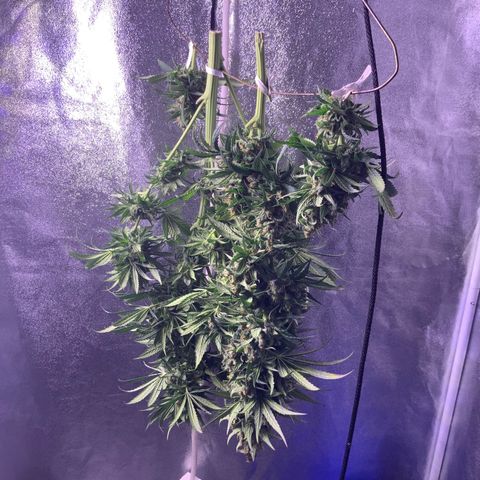 Alenuihāhā growlog photo: Cut the top cola from the oldest plant. 