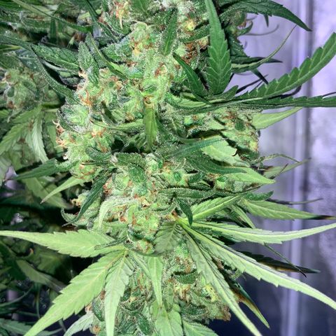 Alenuihāhā growlog photo: Cut the top cola from the oldest plant. 