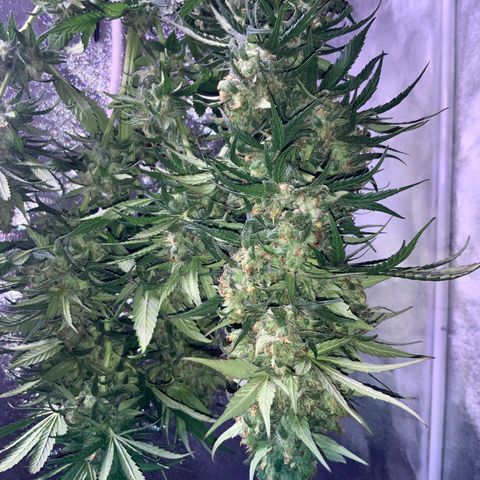 Alenuihāhā growlog photo: Cut the top cola from the oldest plant. 