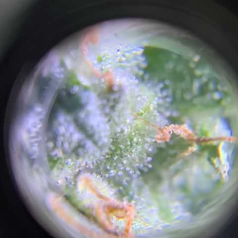 Alenuihāhā growlog photo: Cut the top cola from the oldest plant. 