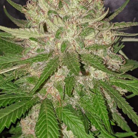 Alenuihāhā growlog timeline photo