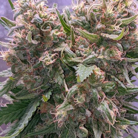 Alenuihāhā growlog timeline photo