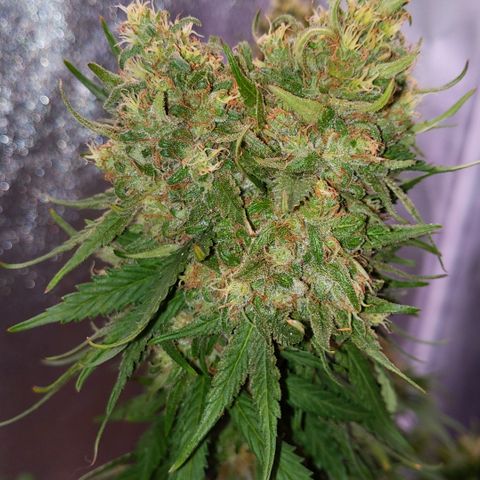Alenuihāhā growlog timeline photo