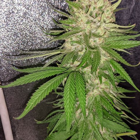 Alenuihāhā growlog timeline photo