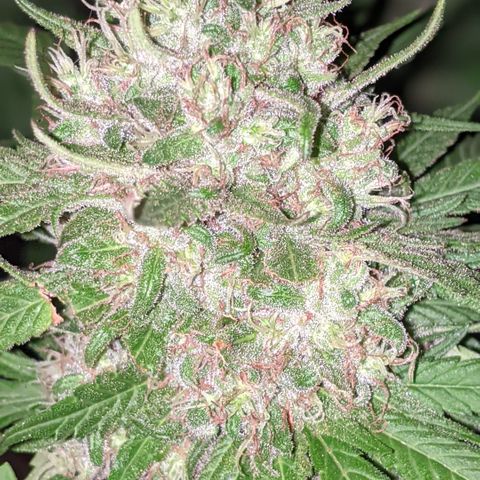 Alenuihāhā growlog timeline photo