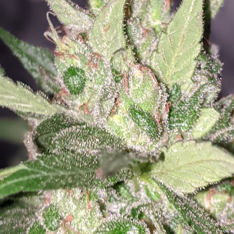 Alenuihāhā growlog timeline photo