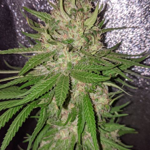 Alenuihāhā growlog timeline photo