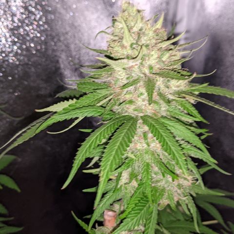Alenuihāhā growlog timeline photo