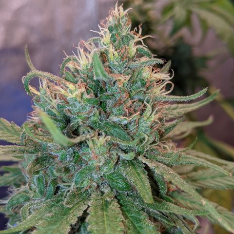 Alenuihāhā growlog photo: New pistils on mid cola. Is this Foxtailing?
