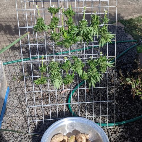 Alenuihāhā growlog timeline photo