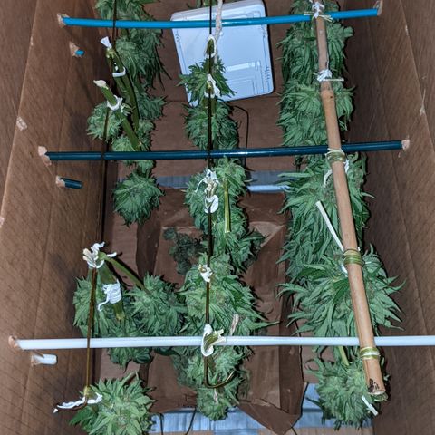 Alenuihāhā growlog timeline photo