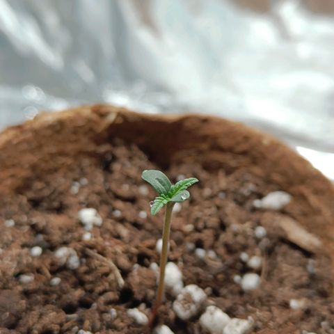 Sbanfo growlog timeline photo