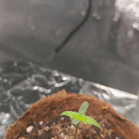 Sbanfo growlog timeline photo