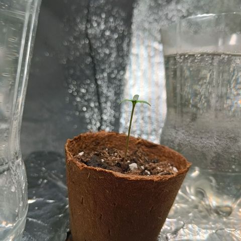 Sbanfo growlog timeline photo
