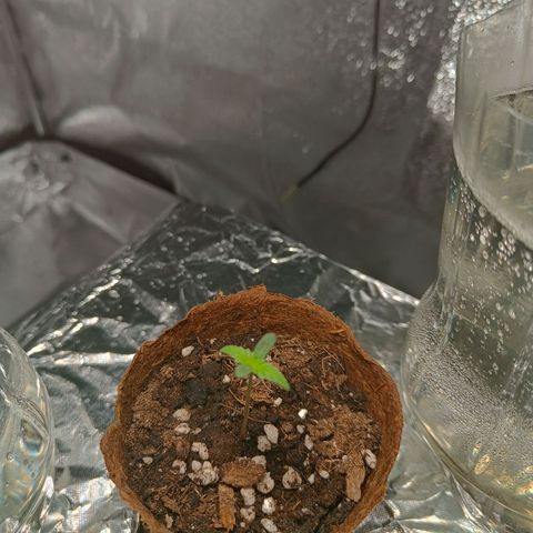 Sbanfo growlog timeline photo