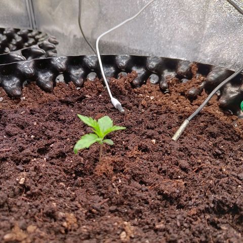 Sbanfo growlog timeline photo