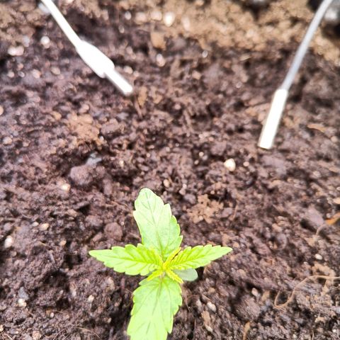 Sbanfo growlog timeline photo