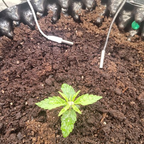 Sbanfo growlog timeline photo