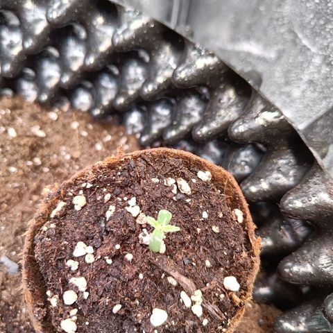 W.W. Skunk growlog timeline photo
