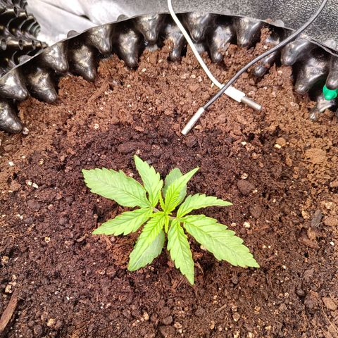 Sbanfo growlog timeline photo