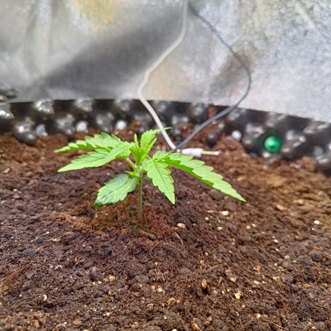 Sbanfo growlog timeline photo