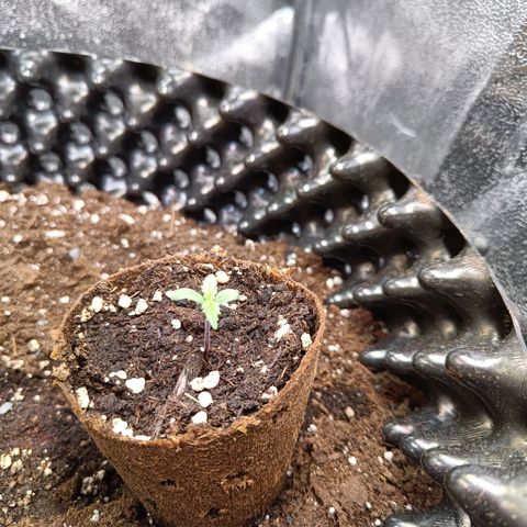 W.W. Skunk growlog timeline photo