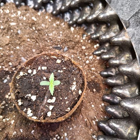 W.W. Skunk growlog timeline photo