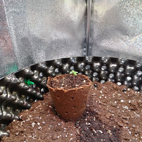 White D. Skunk  growlog timeline photo