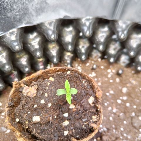 White D. Skunk  growlog timeline photo
