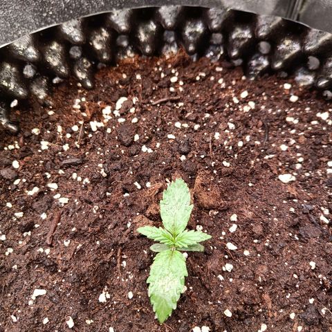 W.W. Skunk growlog timeline photo