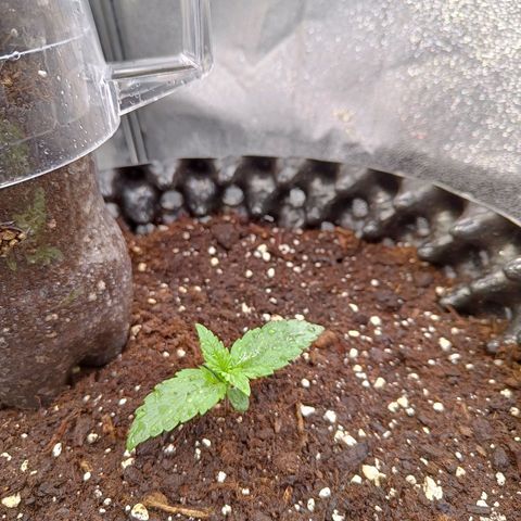 White D. Skunk  growlog timeline photo