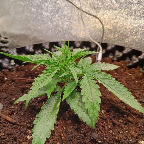 Sbanfo growlog timeline photo