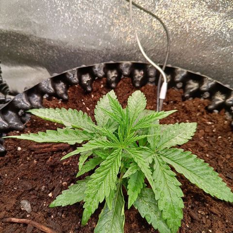 Sbanfo growlog timeline photo