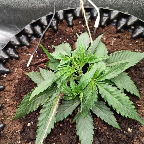 Sbanfo growlog timeline photo
