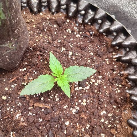 White D. Skunk  growlog timeline photo