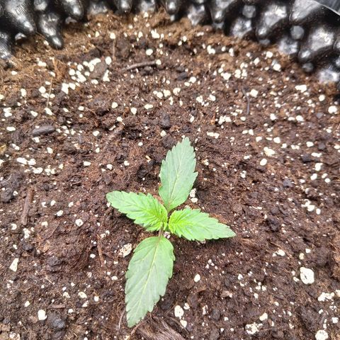 W.W. Skunk growlog timeline photo