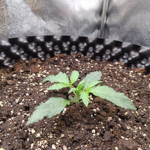 W.W. Skunk growlog timeline photo