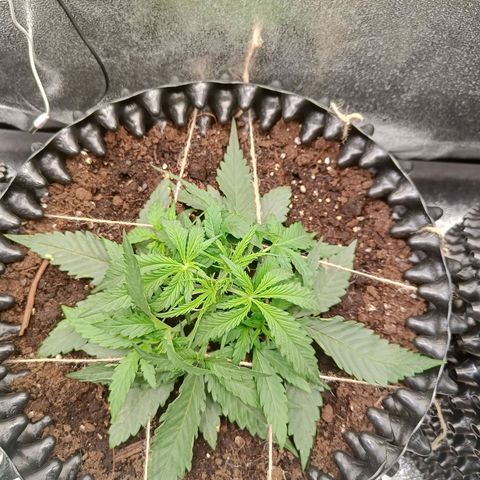 Sbanfo growlog timeline photo