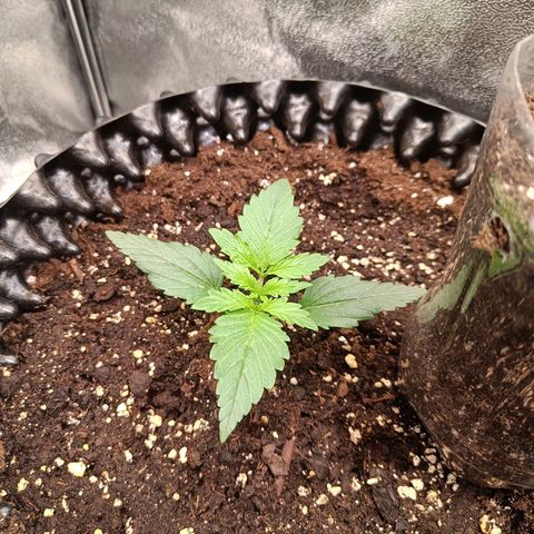 White D. Skunk  growlog timeline photo