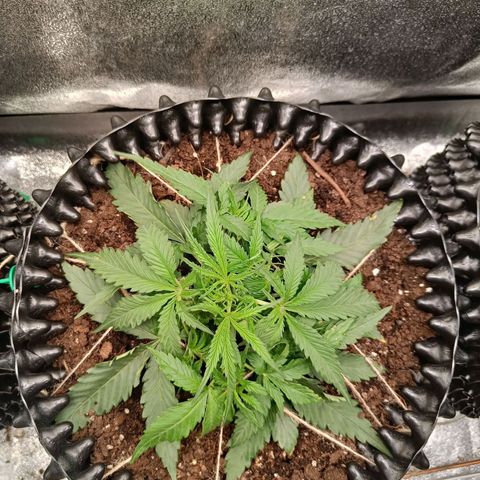 Sbanfo growlog timeline photo