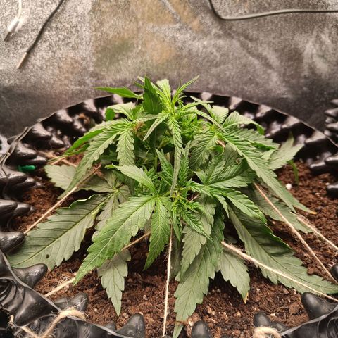 Sbanfo growlog timeline photo