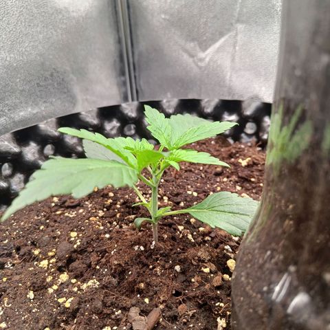 White D. Skunk  growlog timeline photo