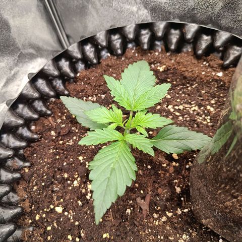 White D. Skunk  growlog timeline photo