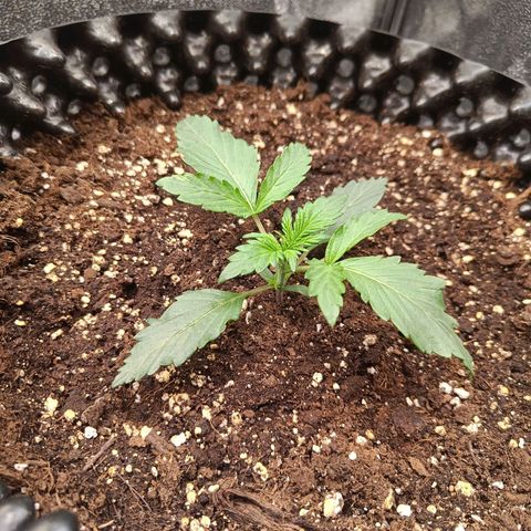 W.W. Skunk growlog timeline photo