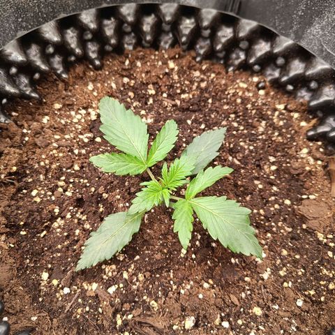W.W. Skunk growlog timeline photo