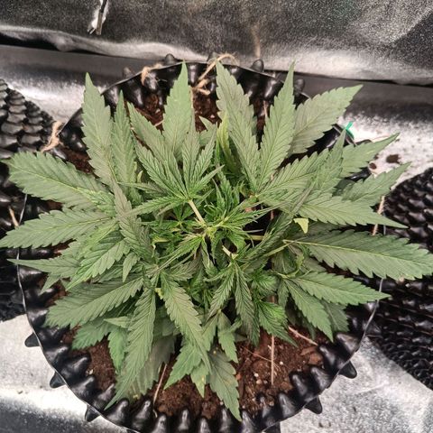 Sbanfo growlog timeline photo