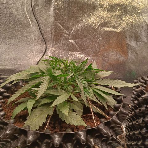 Sbanfo growlog timeline photo