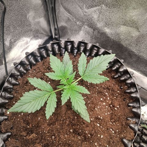 White D. Skunk  growlog timeline photo