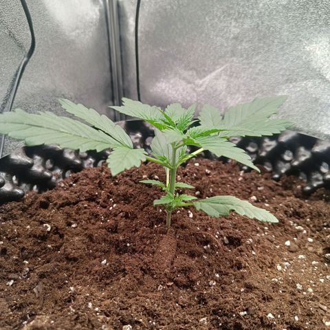 White D. Skunk  growlog timeline photo